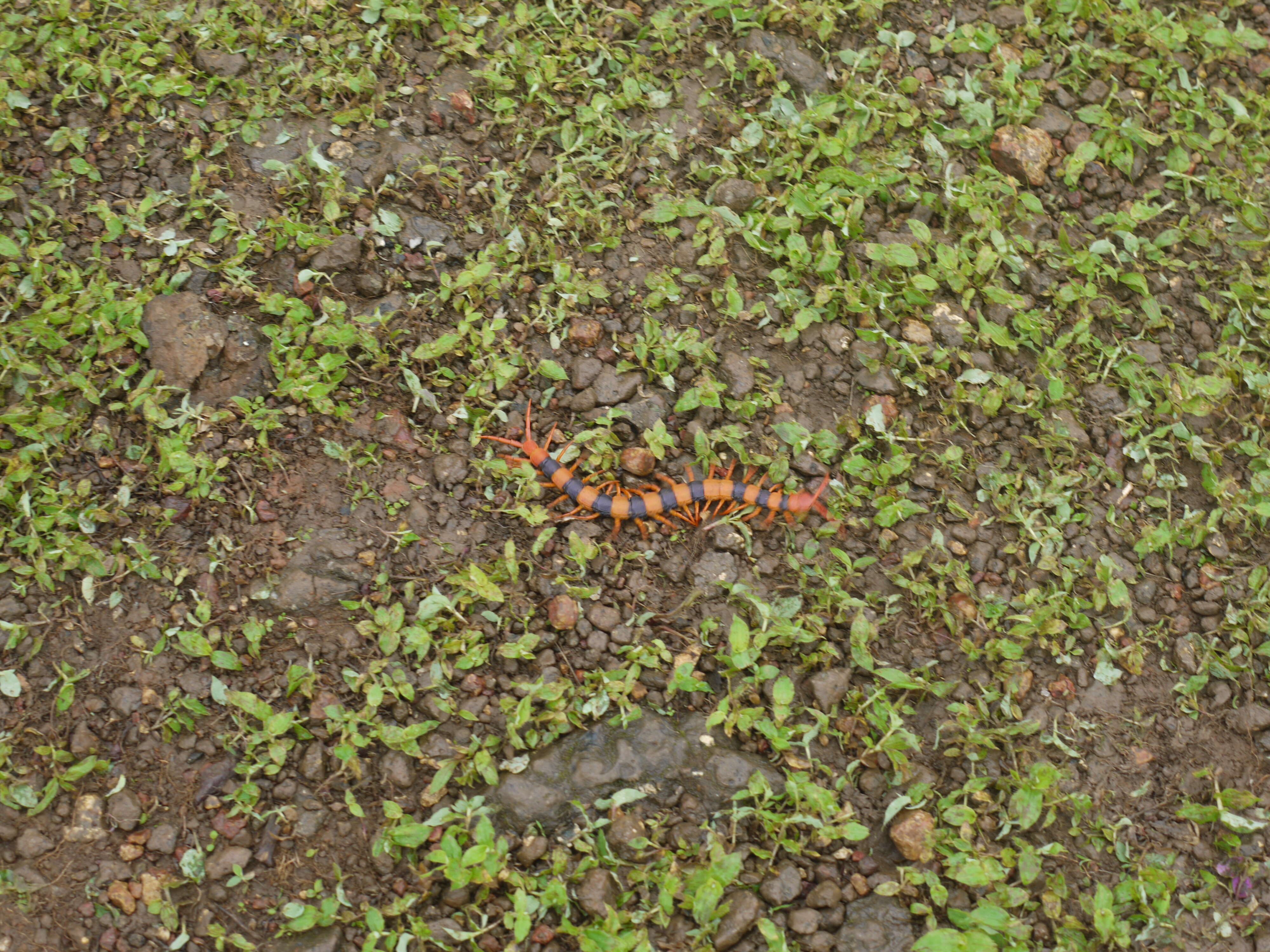 Image of Indian tiger centipede