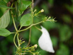 Image of White flag bush