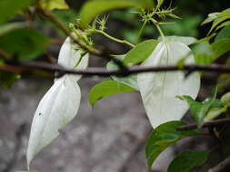 Image of White flag bush