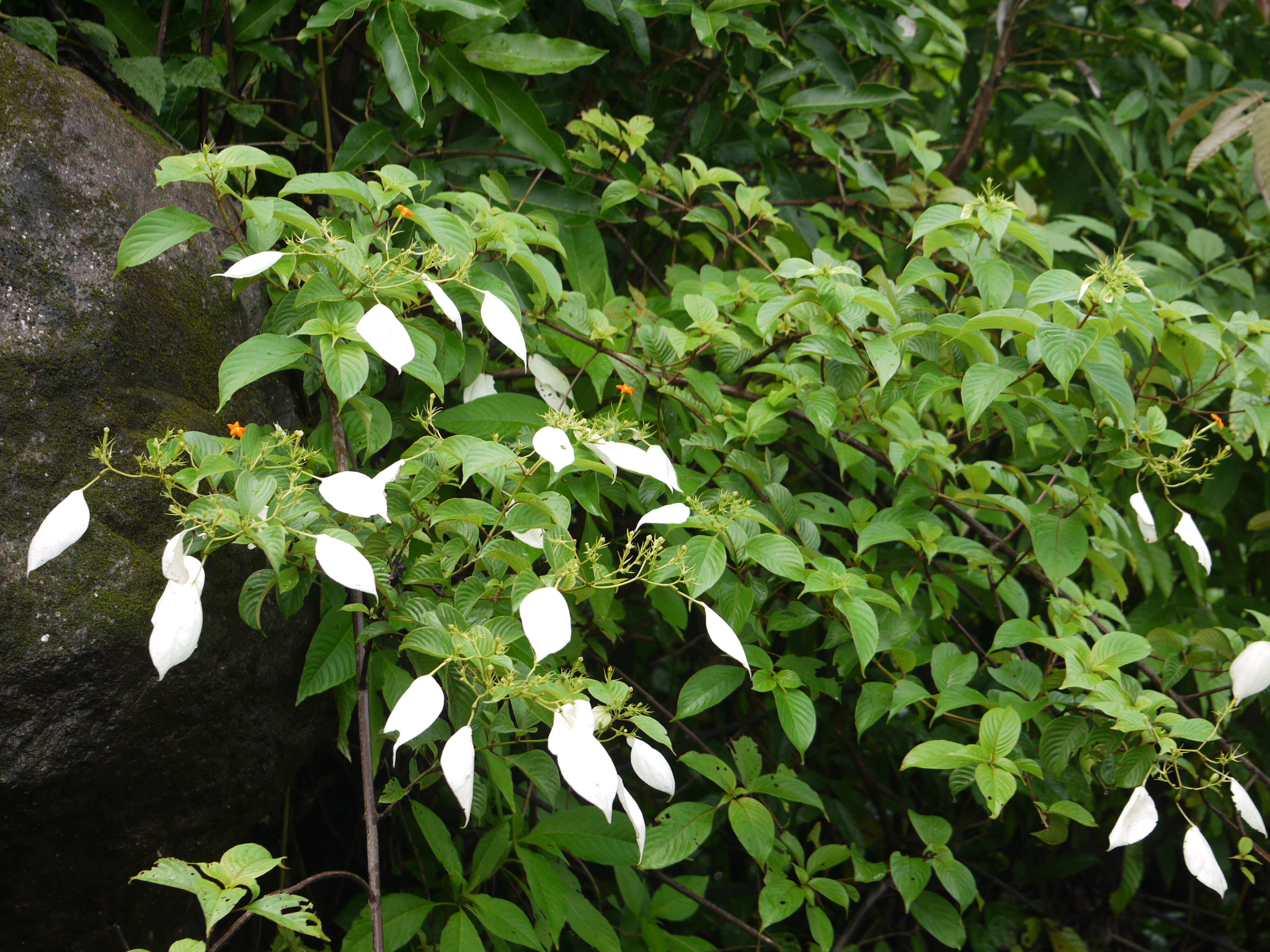Image of White flag bush