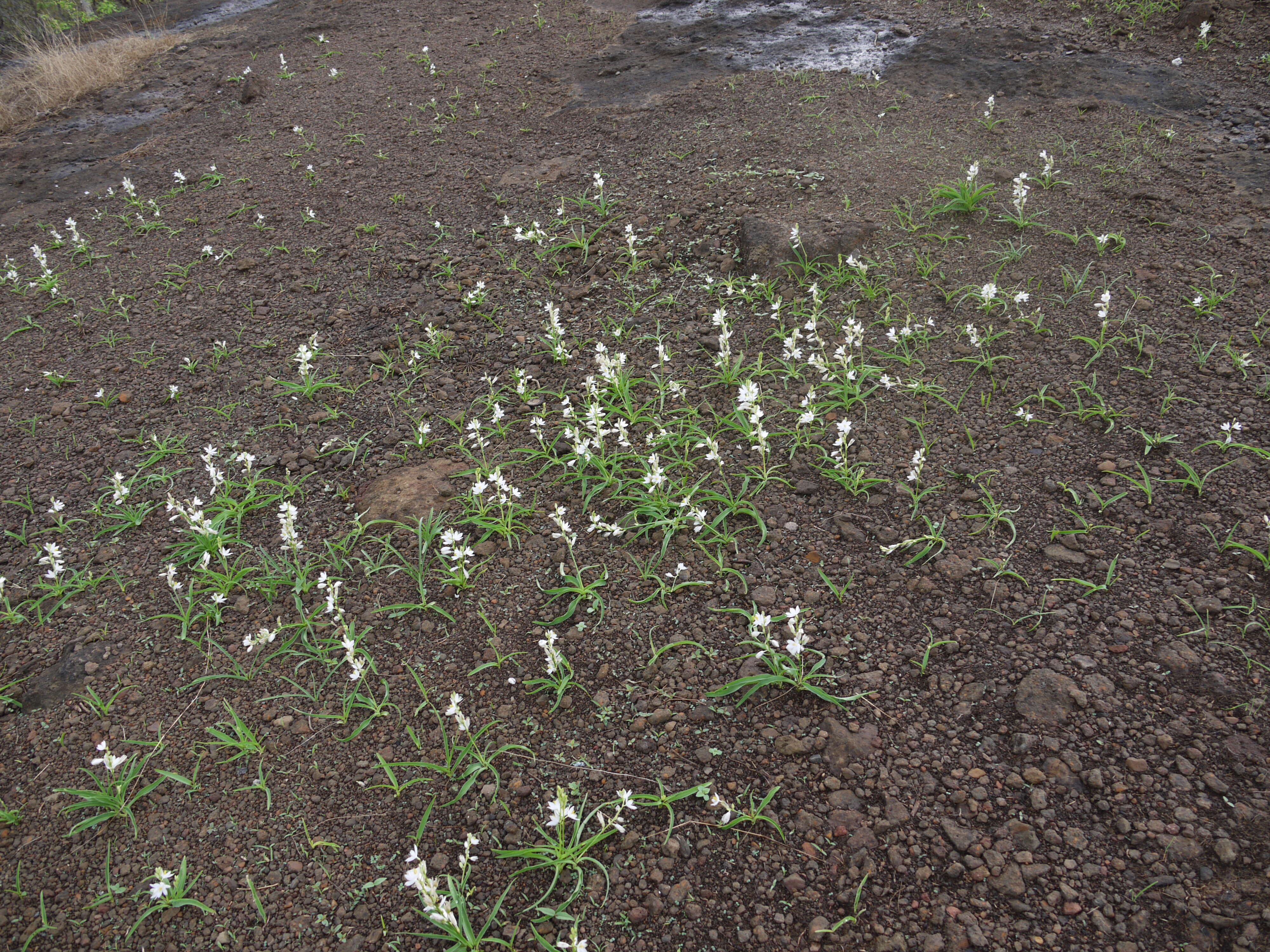 Image of Chlorophytum tuberosum (Roxb.) Baker