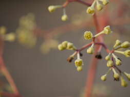 Image of Alseodaphne semecarpifolia Nees