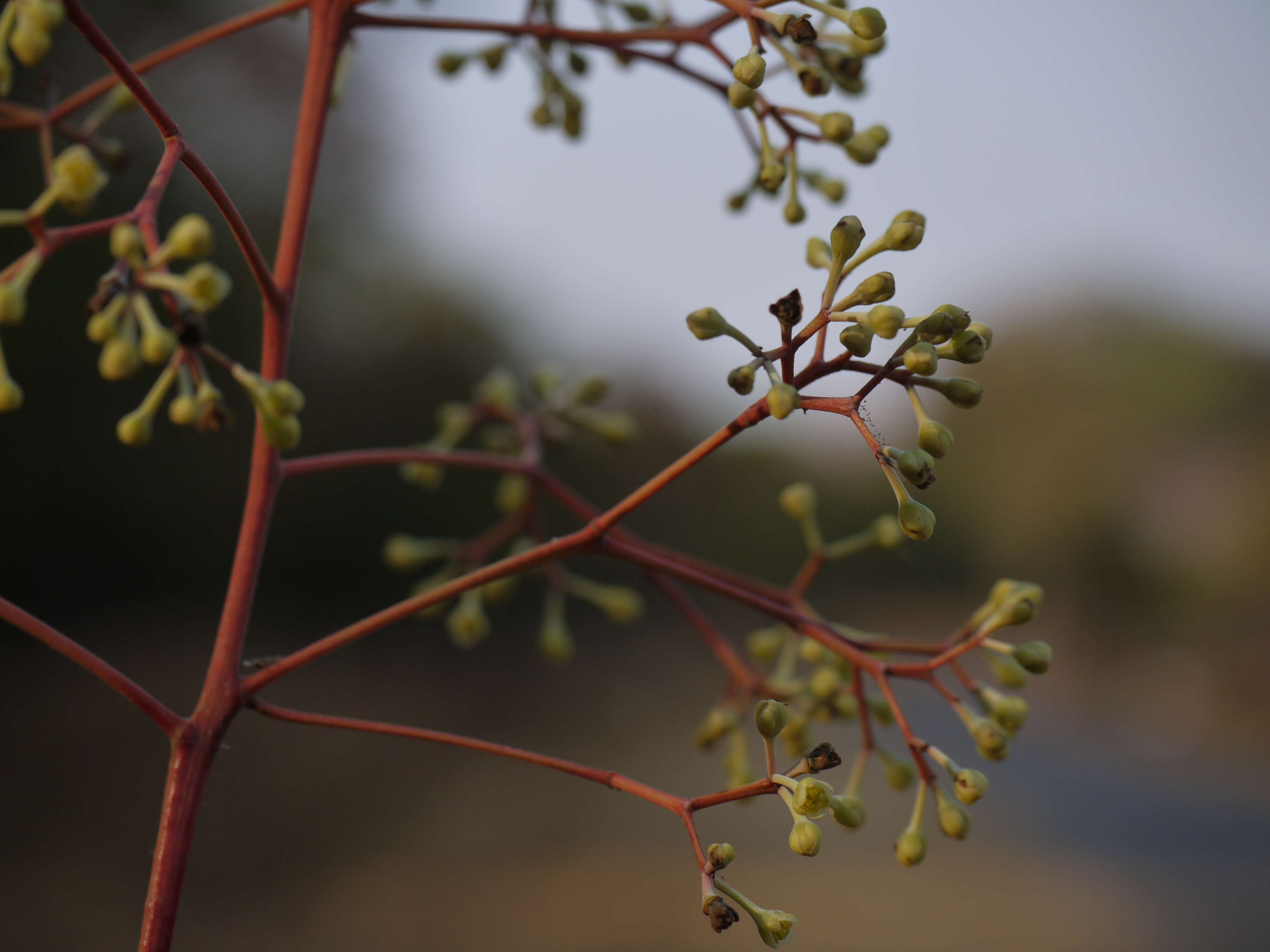 Image of Alseodaphne semecarpifolia Nees