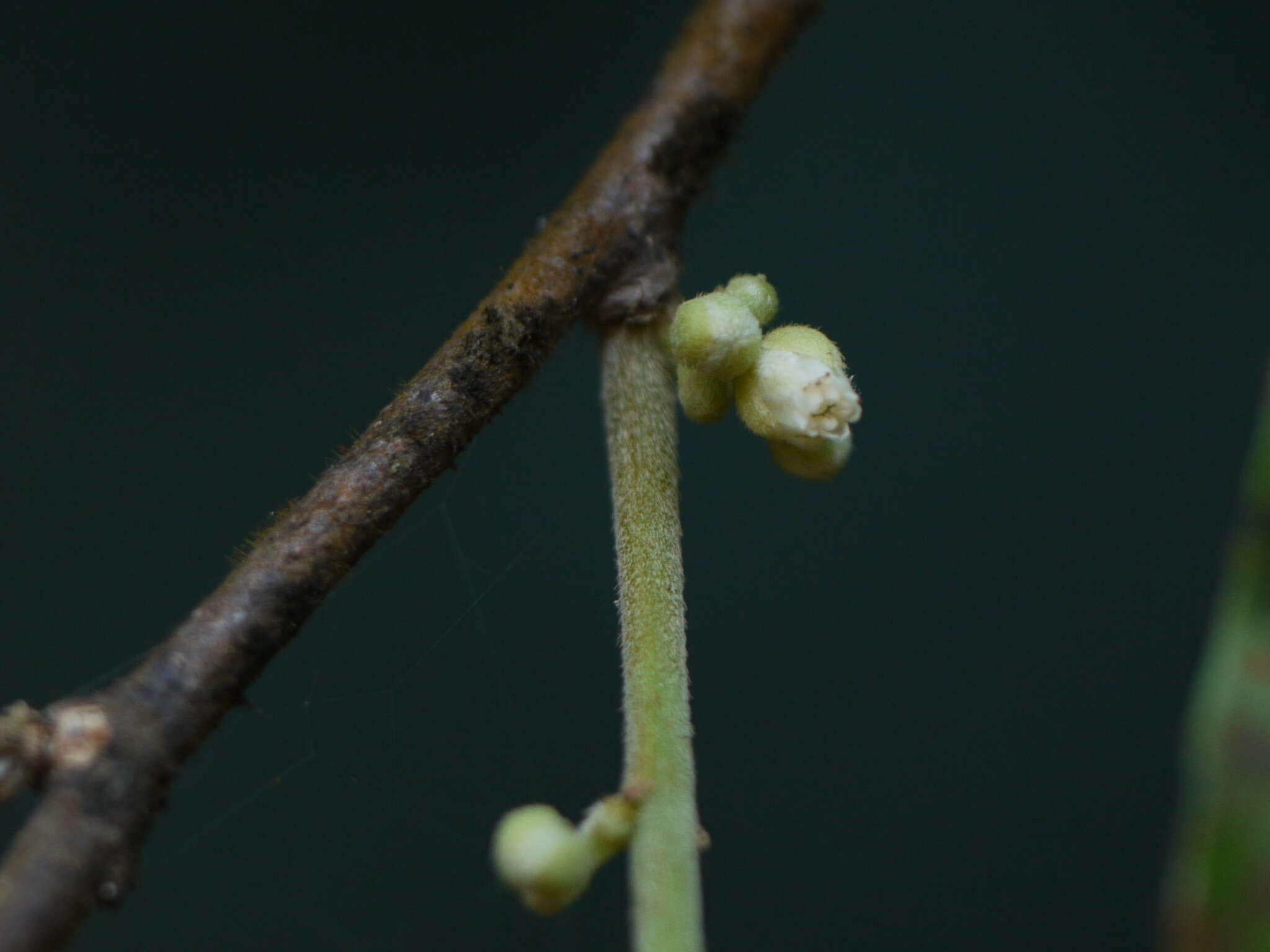 Imagem de Dichapetalum gelonioides (Roxb.) Engl.