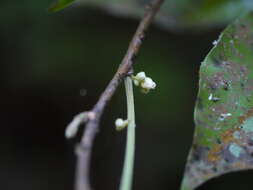 Imagem de Dichapetalum gelonioides (Roxb.) Engl.