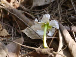 Sivun Tabernaemontana alternifolia L. kuva