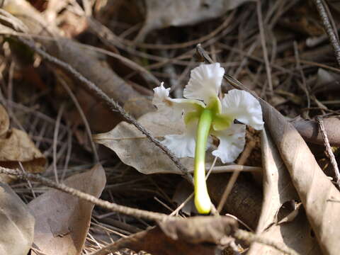 Image de Tabernaemontana alternifolia L.