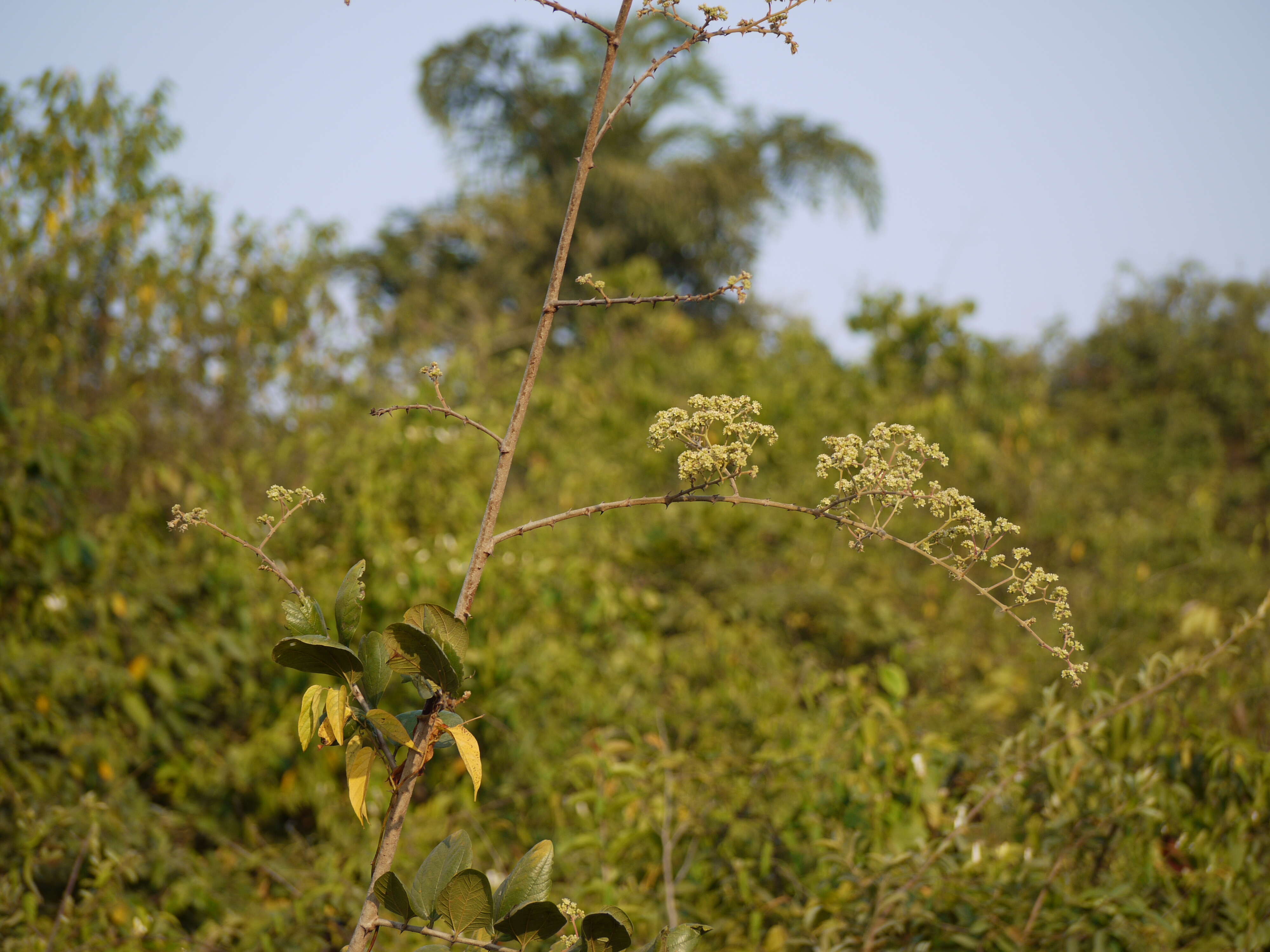 Image of Ziziphus rugosa Lam.