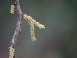 Plancia ëd Aporosa cardiosperma (Gaertn.) Merr.