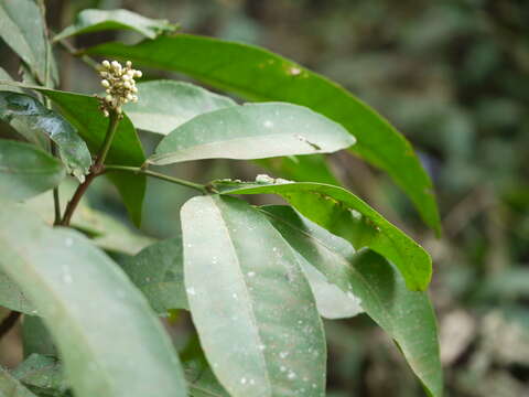 Image of Glycosmis pentaphylla (Retz.) Correa