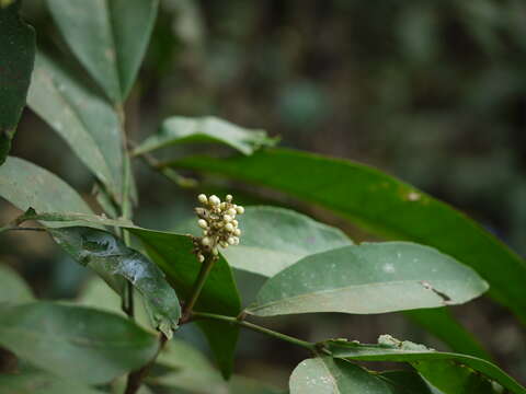 Image of Glycosmis pentaphylla (Retz.) Correa