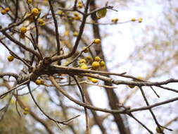 Image of brown-woolly fig