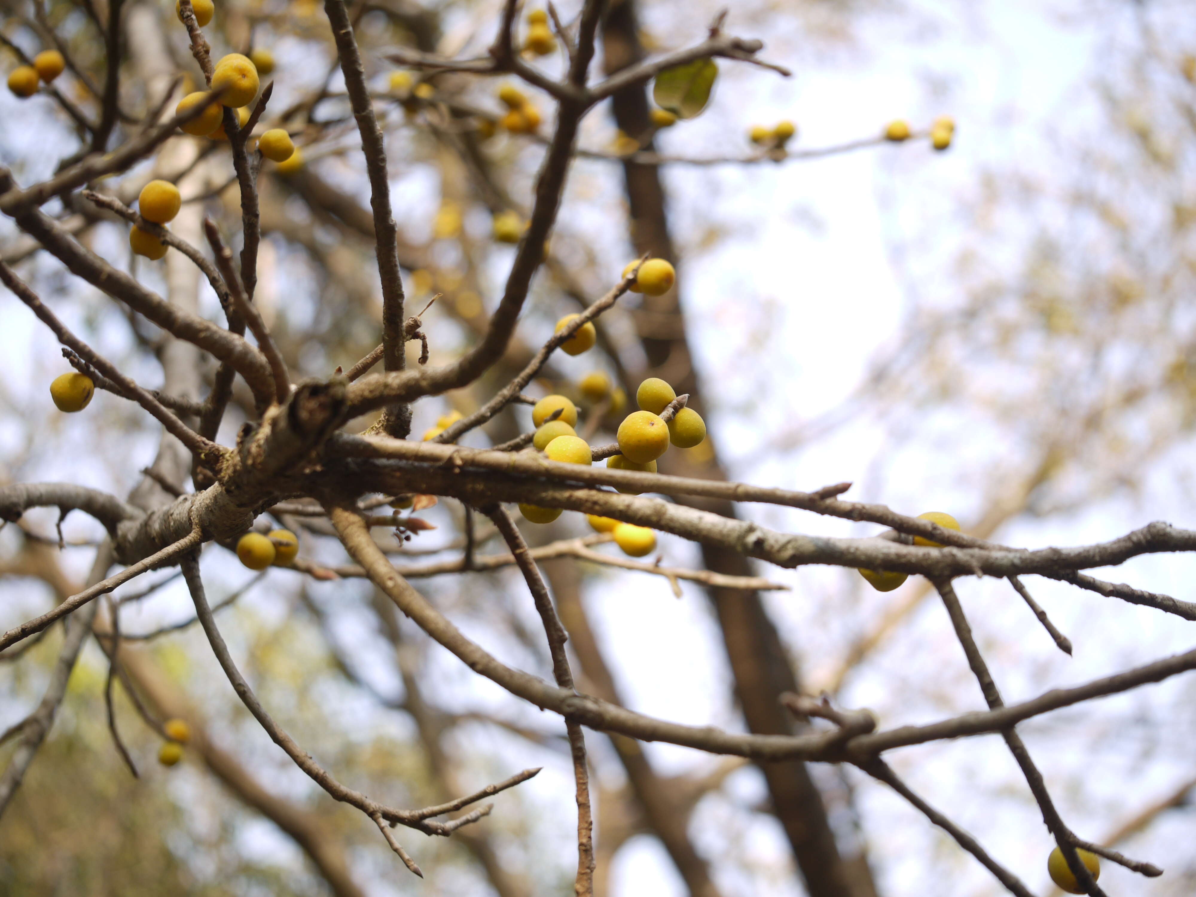 Image of brown-woolly fig