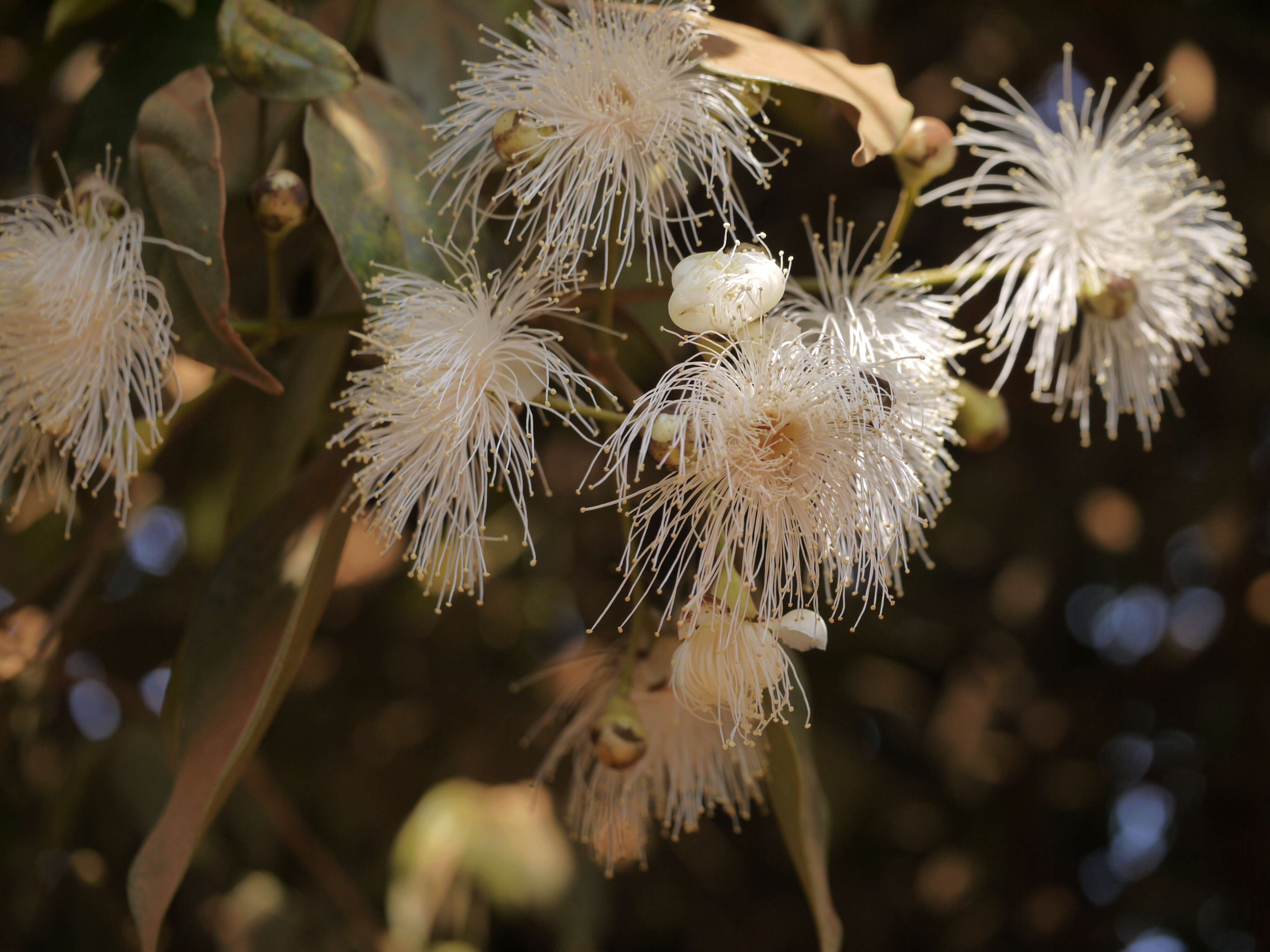 Imagem de Syzygium hemisphericum (Walp.) Alston