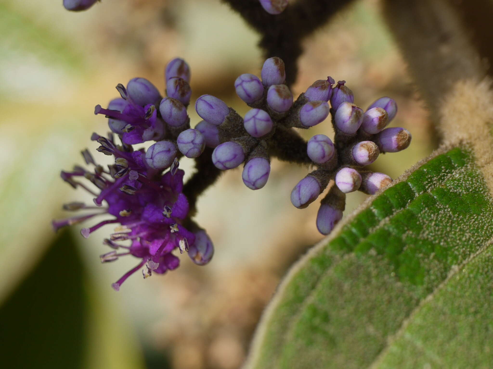 Image of Callicarpa tomentosa (L.) L.