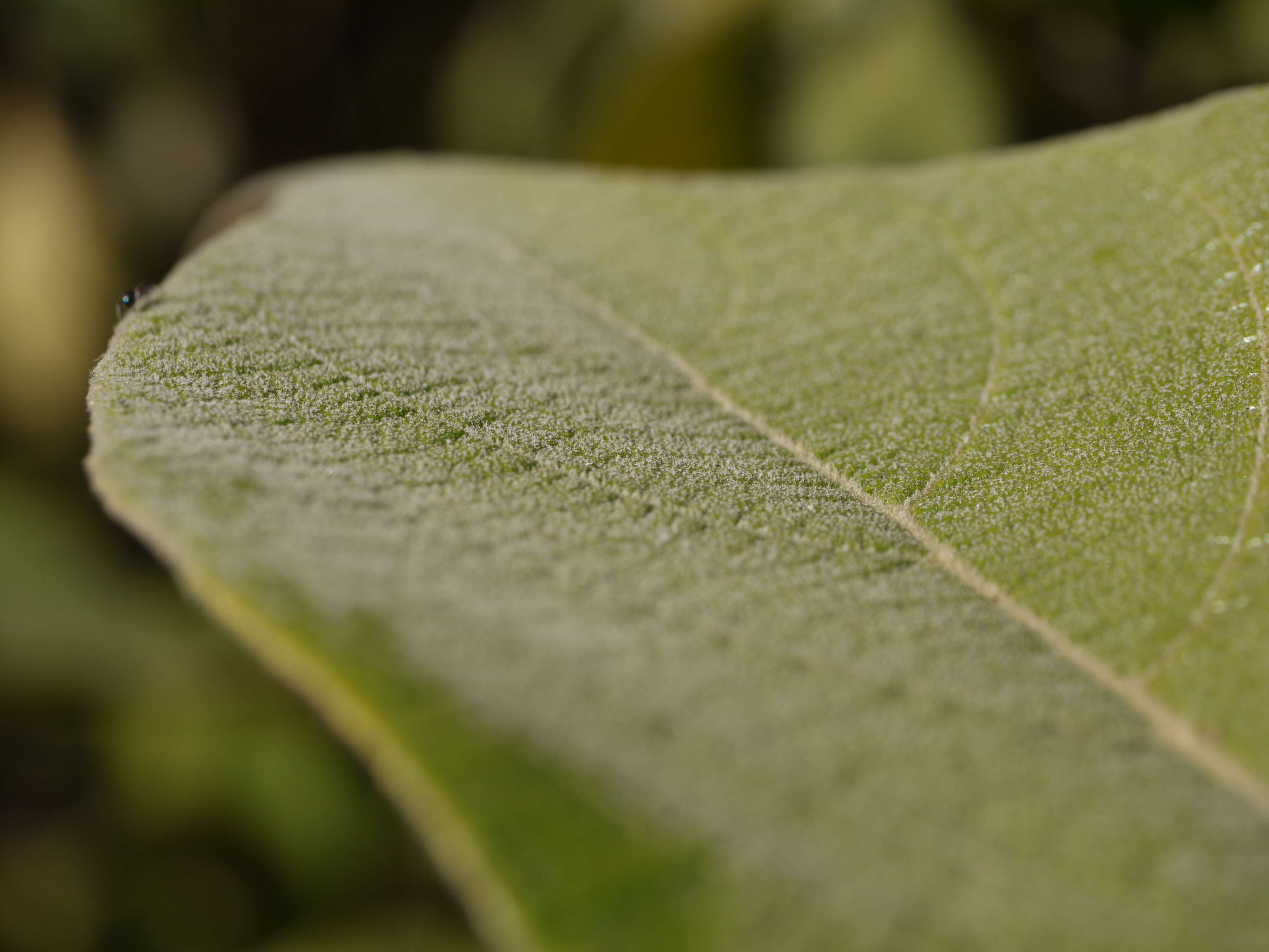 Image of Callicarpa tomentosa (L.) L.