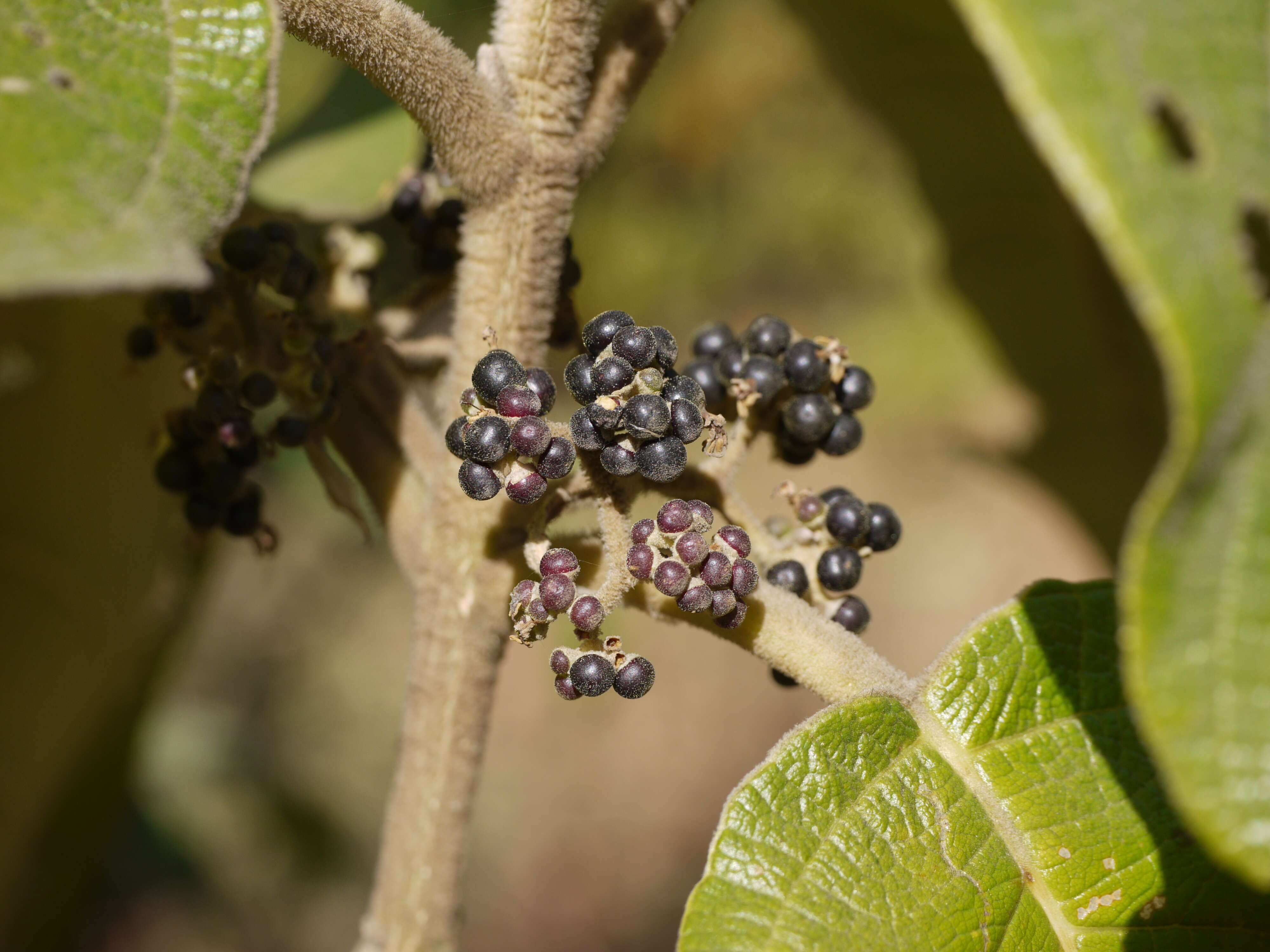 Image of Callicarpa tomentosa (L.) L.