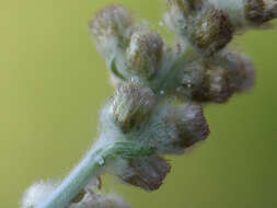 Image of many stem cudweed