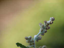 Image of many stem cudweed