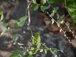 Image of Cocculus hirsutus (L.) Diels