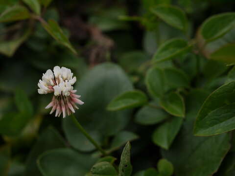 Image of white clover