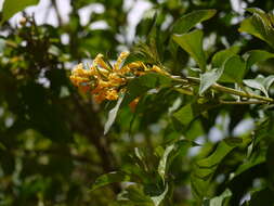 Image of orange jessamine