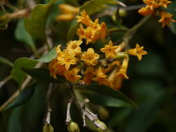 Слика од Cestrum aurantiacum Lindley