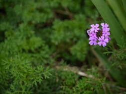 Image de Glandularia tenera (Spreng.) Cabrera