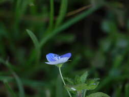 Image of birdeye speedwell