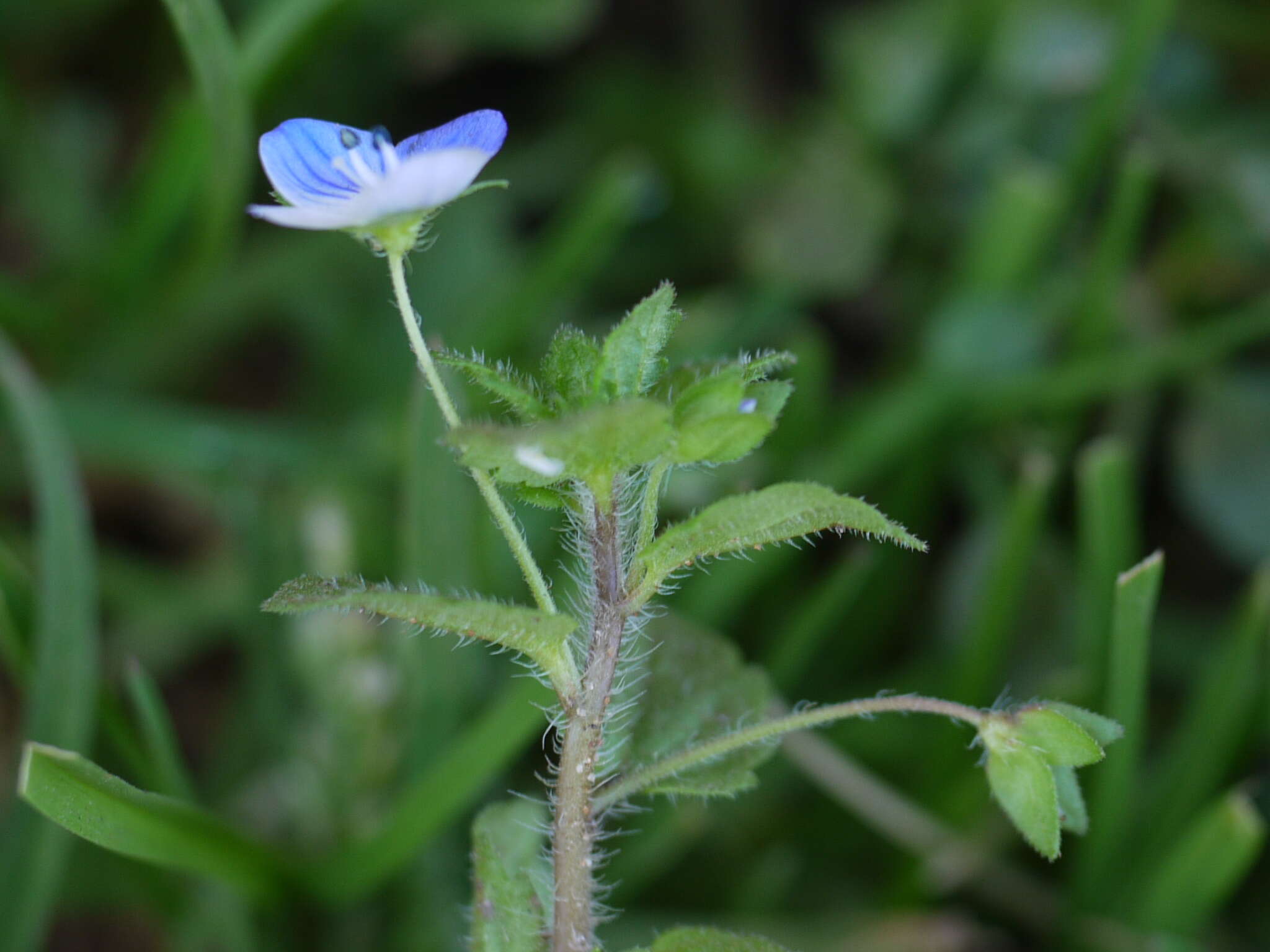 Image of birdeye speedwell