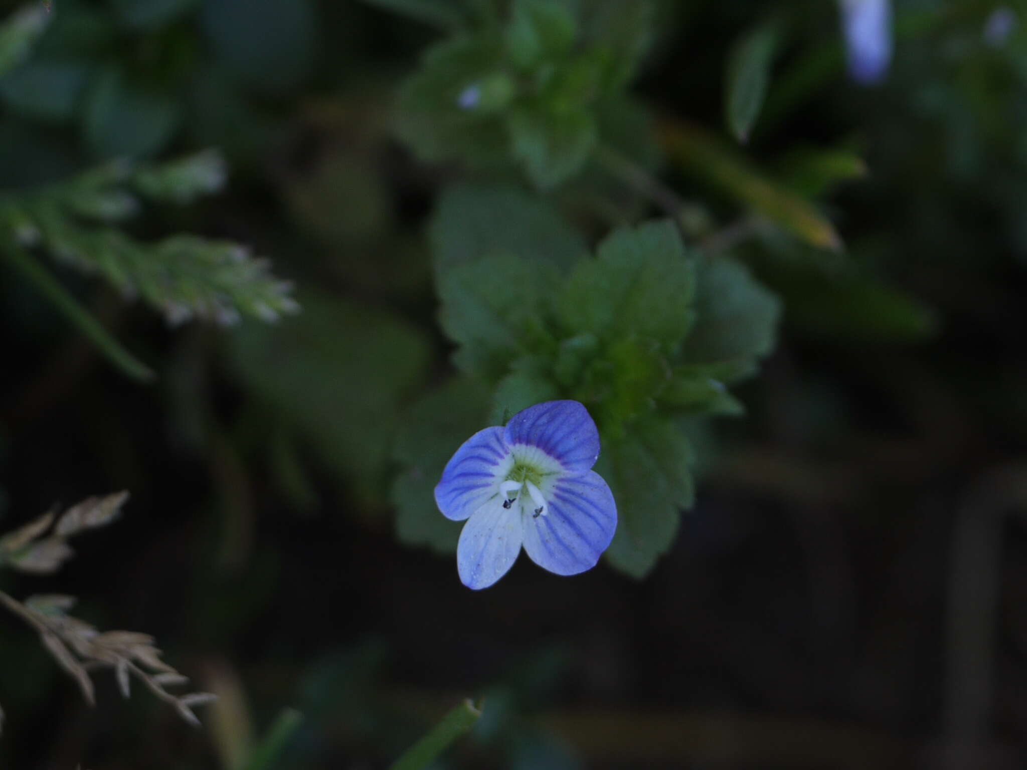 Image of birdeye speedwell