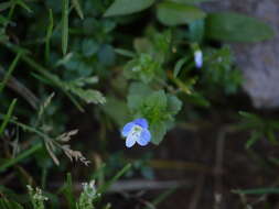 Image of birdeye speedwell