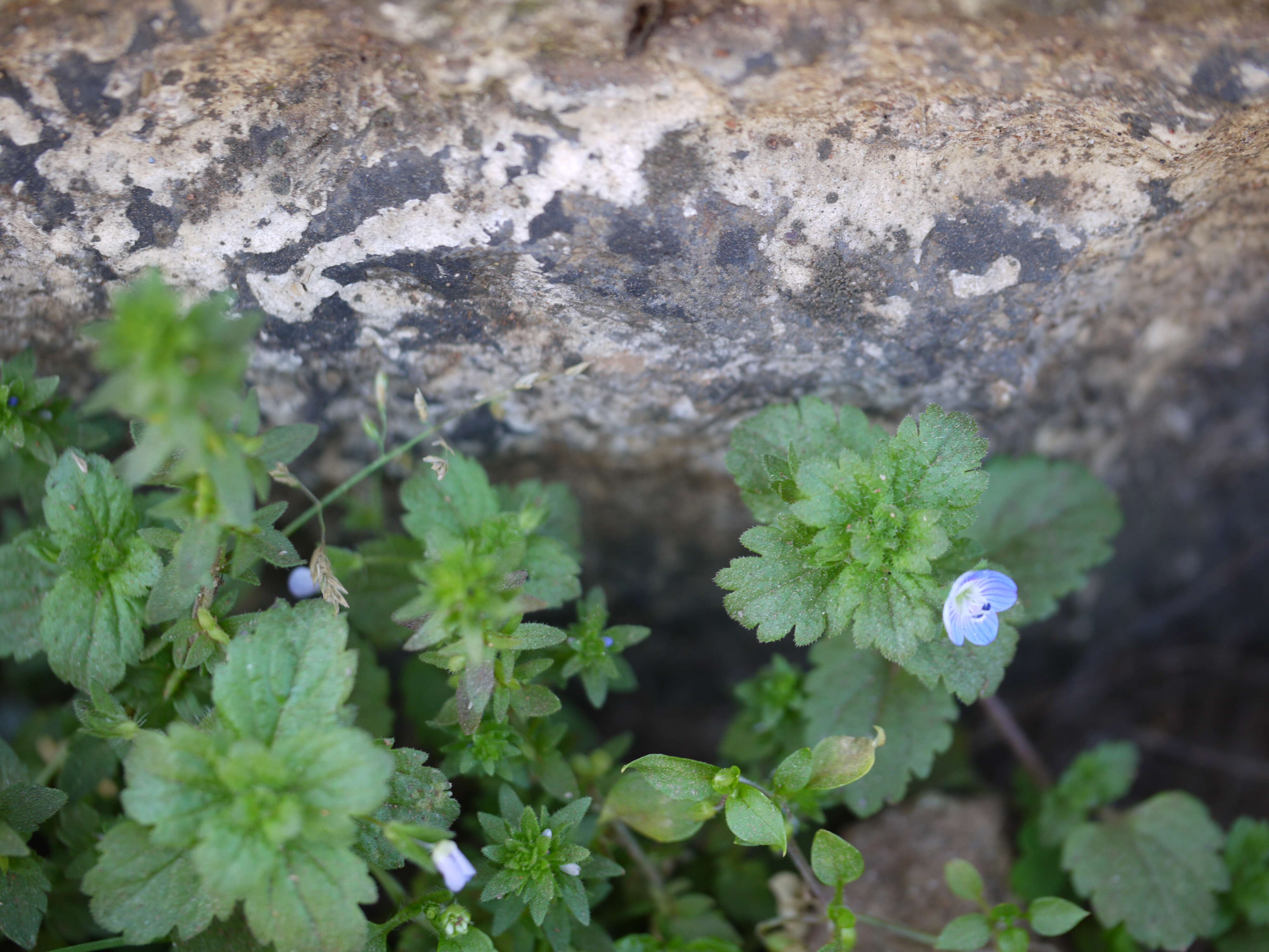 Image of birdeye speedwell