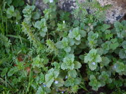 Image of birdeye speedwell