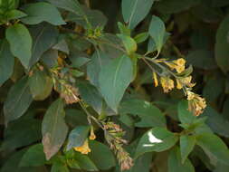 Image of orange jessamine