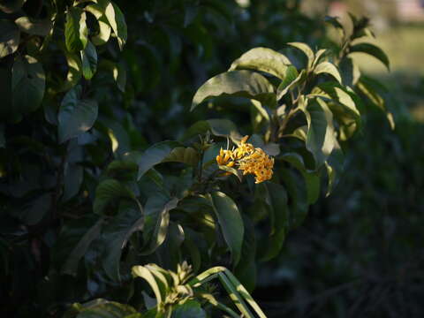 Image of orange jessamine