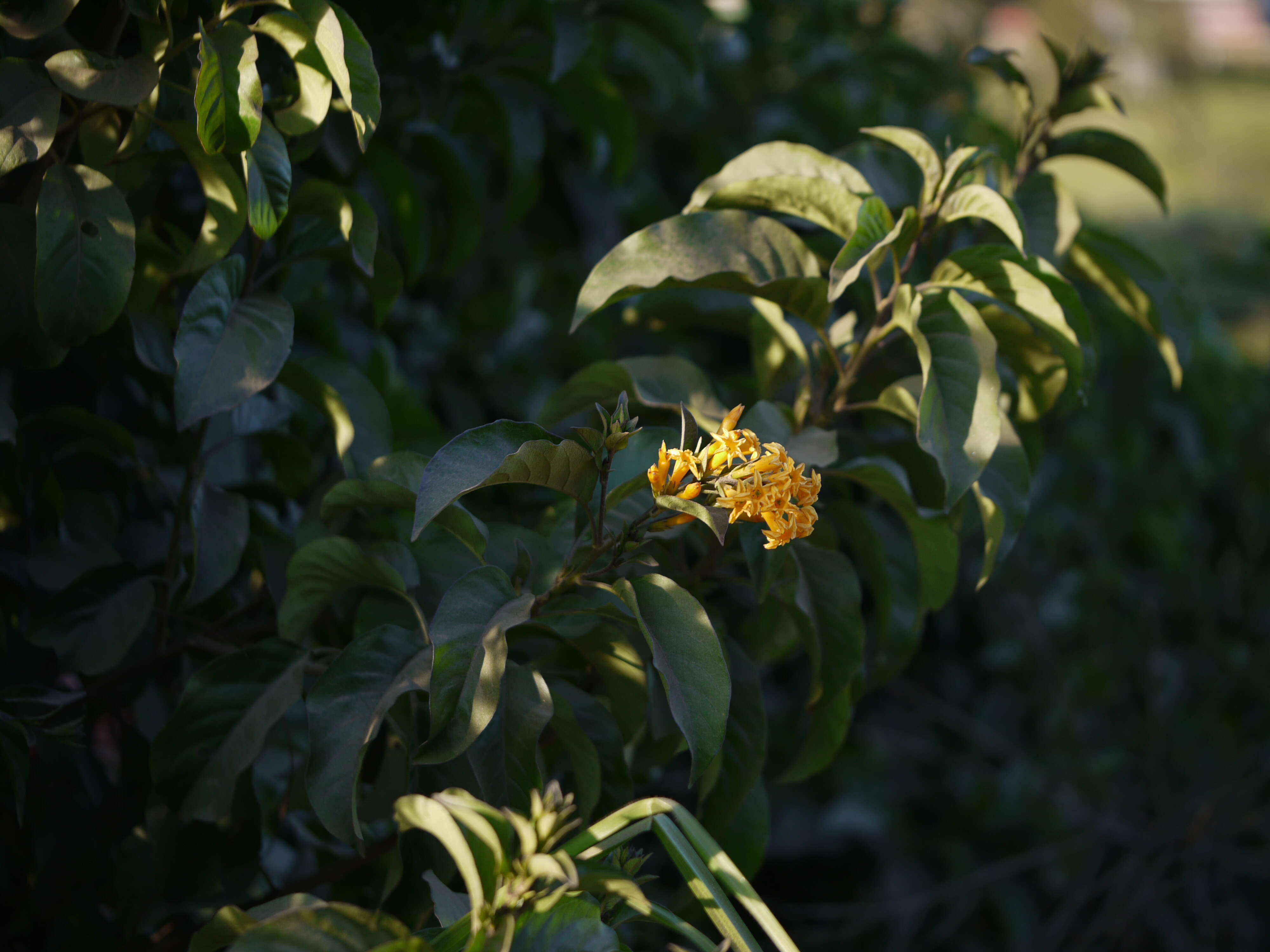 Слика од Cestrum aurantiacum Lindley