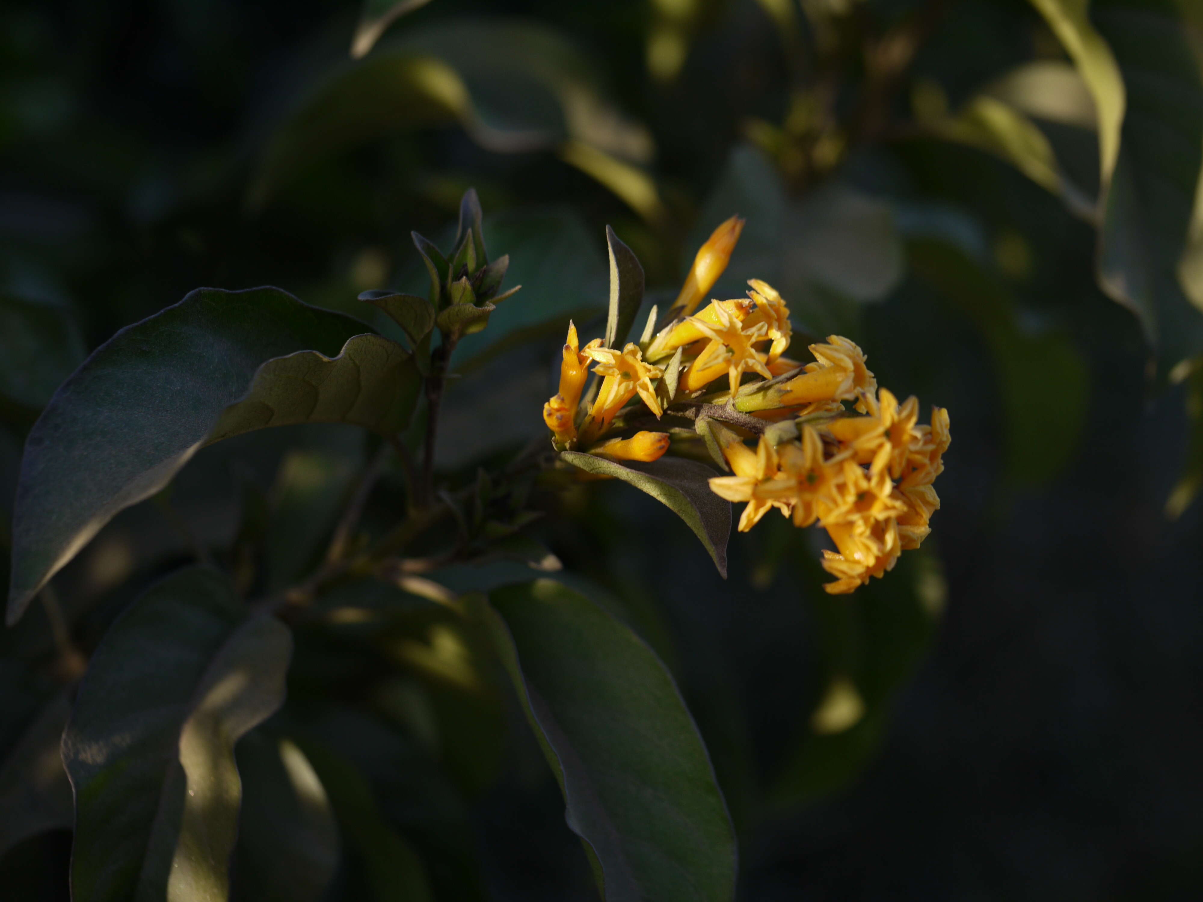 Image of orange jessamine