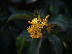 Image of orange jessamine