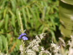 Image of Eranthemum roseum (Vahl) R. Br.