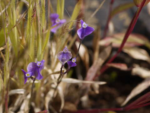 Image of Burmannia coelestis D. Don