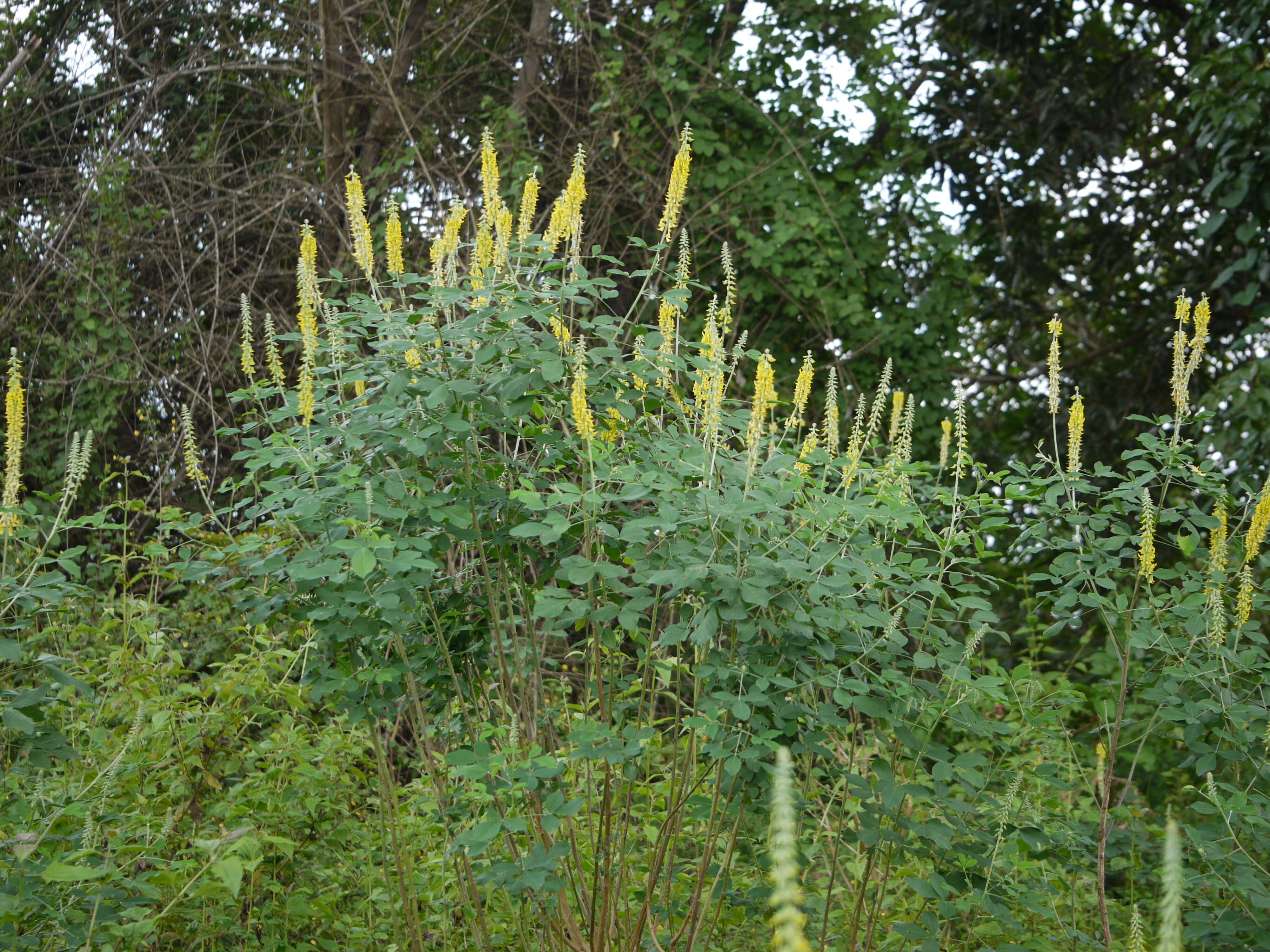 Image of smooth rattlebox