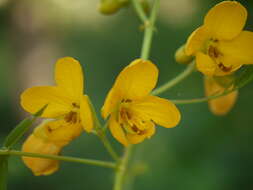 Plancia ëd Senna sophera (L.) Roxb.