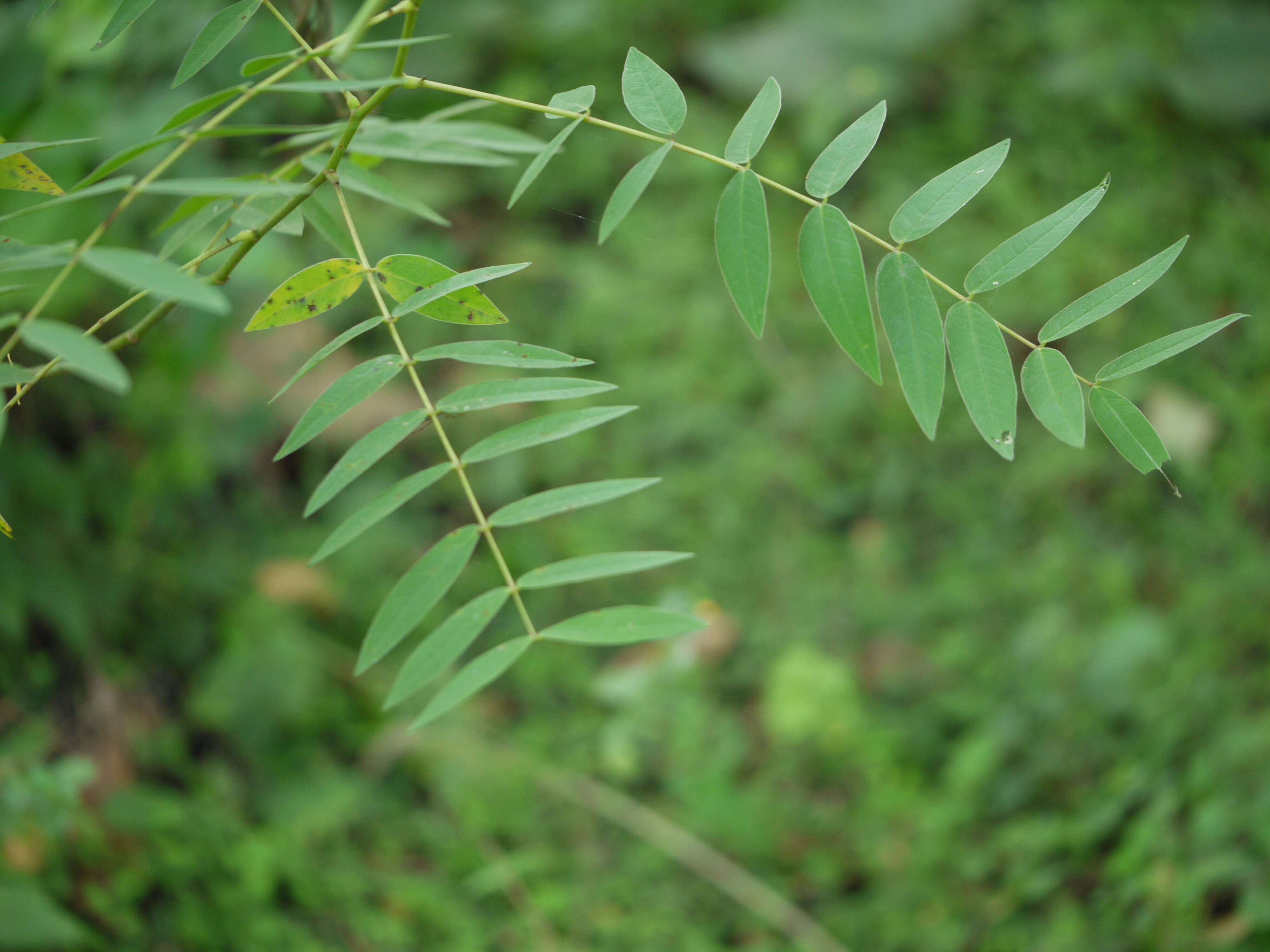 Plancia ëd Senna sophera (L.) Roxb.