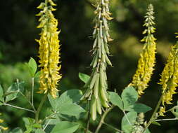 صورة Crotalaria pallida Aiton