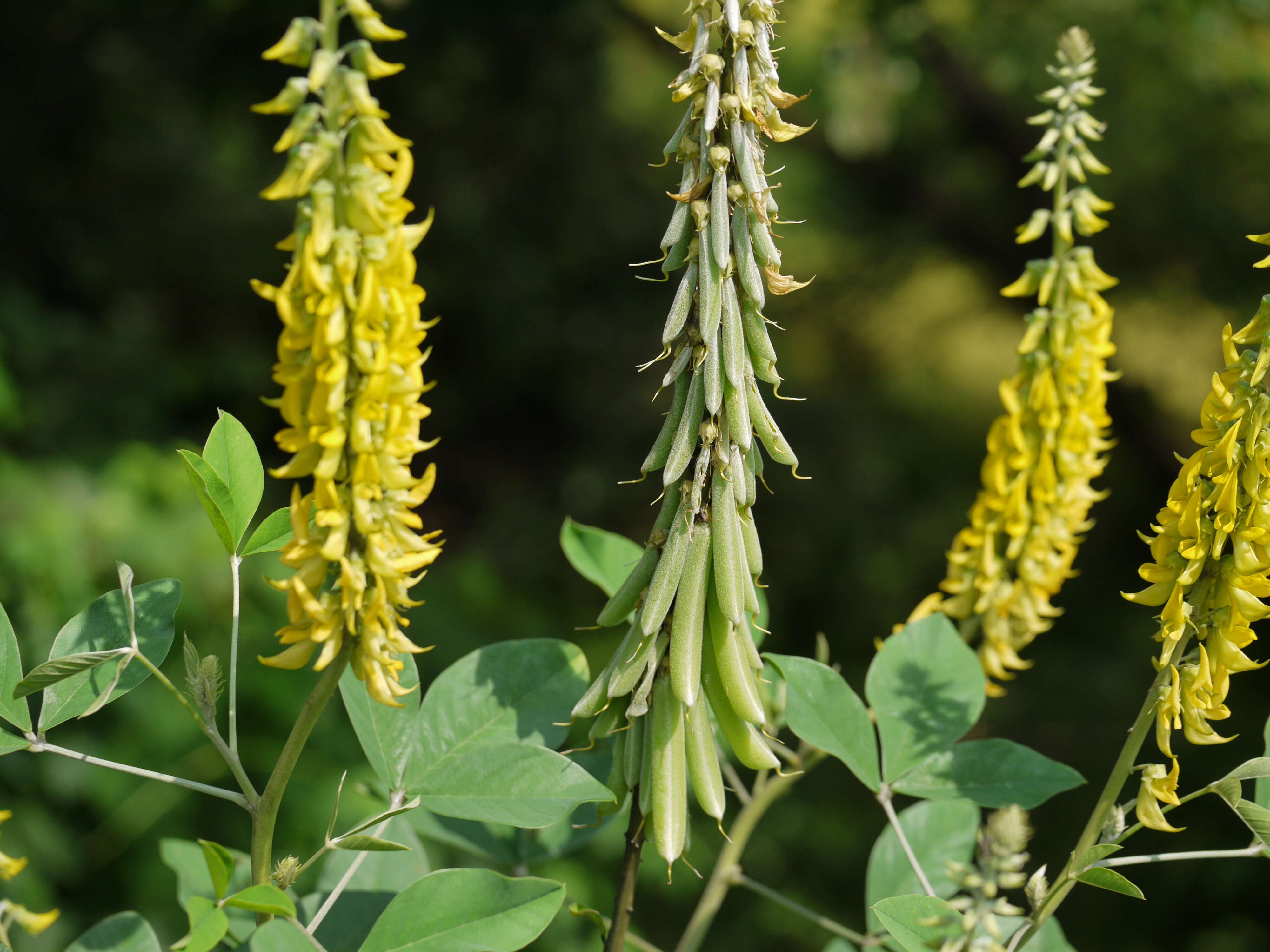 صورة Crotalaria pallida Aiton