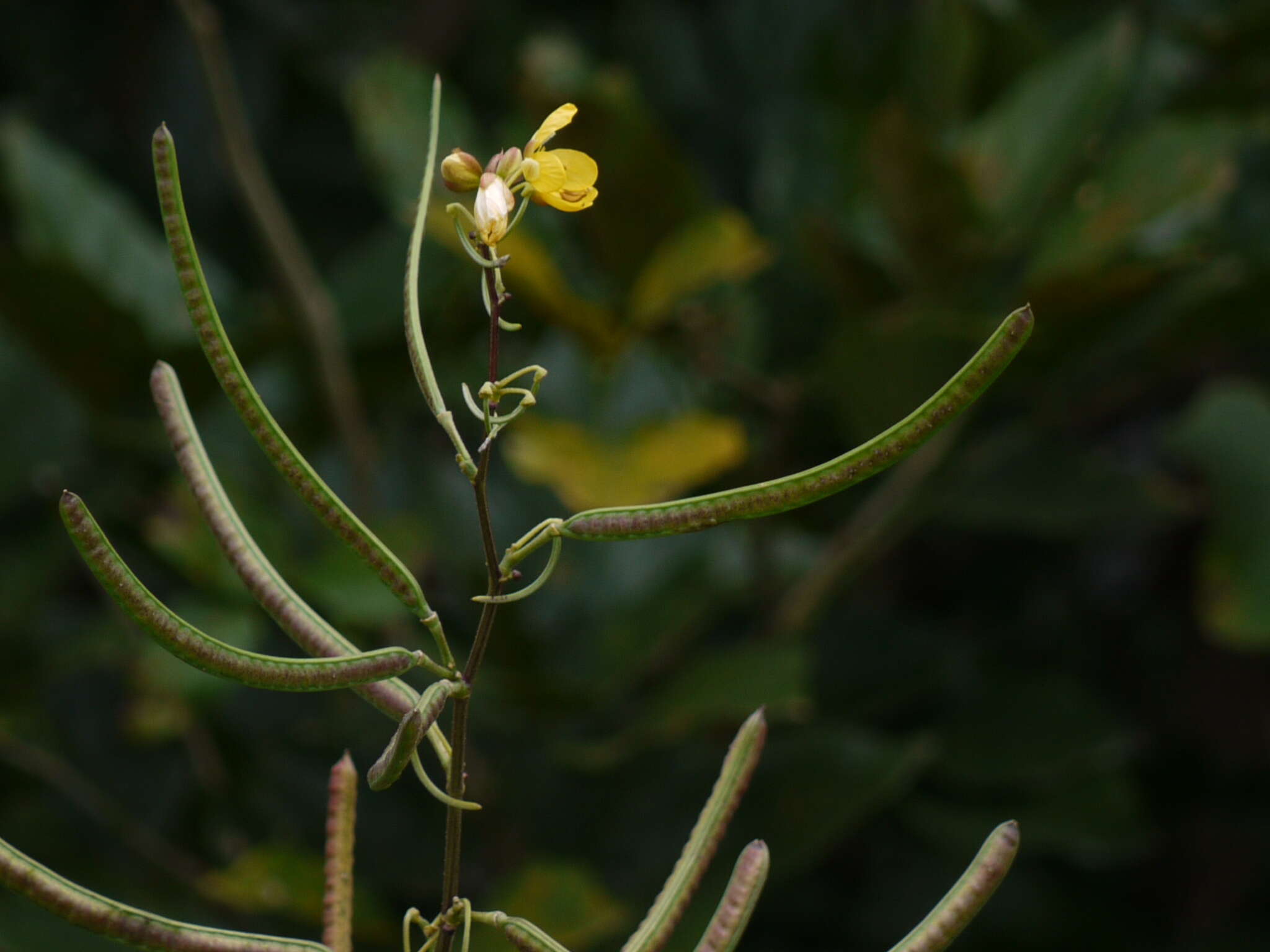 Plancia ëd Senna sophera (L.) Roxb.