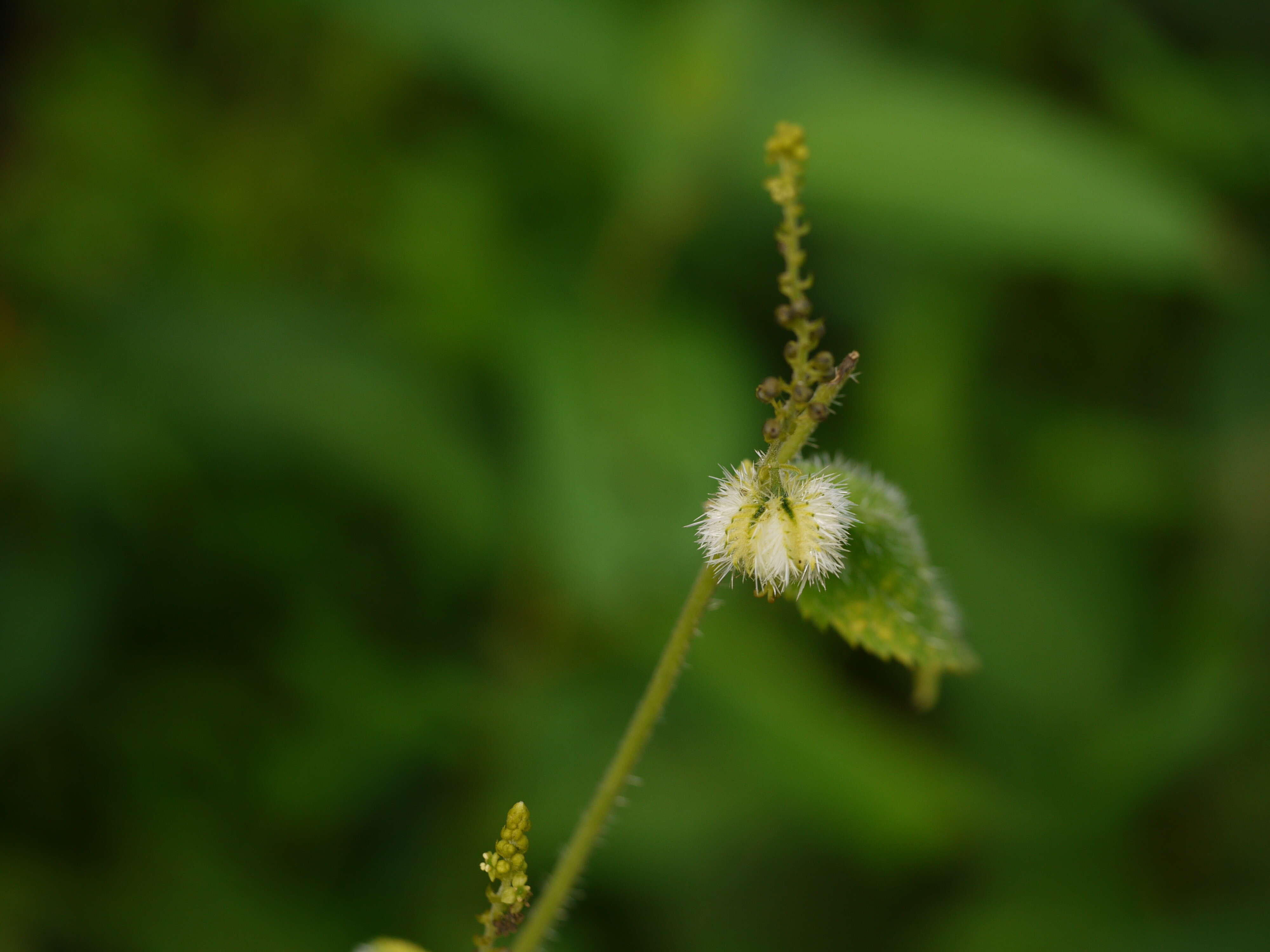 Image of Tragia involucrata L.