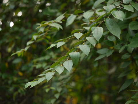 Imagem de Ziziphus oenopolia (L.) Mill.