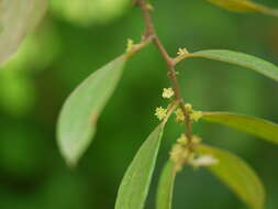 Image of Ziziphus oenopolia (L.) Mill.